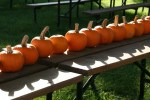 Wabasha, #367 pumpkins on picnic table