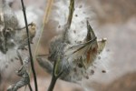 Autumn in rural MN, #105&nbsp;milkweed