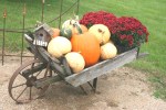 Autumn in rural MN, #122 wheelbarrow filled with pumpkins,&nbsp;flowers