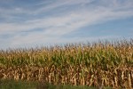 Backroads, #110 cornfield