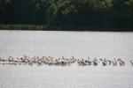 Backroads, #68 pelicans
