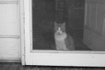 Cat behind door