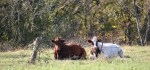 Fall drive, #15 cattle in&nbsp;pasture