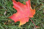 Maple leaf in autumn,&nbsp;#55