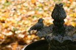 MN in autumn, #13 overview of&nbsp;fountain
