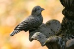 MN in autumn, #14 bird on fountain close-up