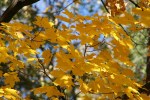 MN in autumn, #37 leaves & woods in&nbsp;backyard