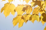 MN in autumn, #4 close-up of maple leaves
