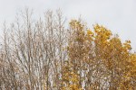 MN in autumn, #67 half bare tree branches