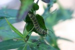 Monarch caterpillar, #316 in Stockholm,&nbsp;WI