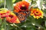 Monarch on flowers,&nbsp;#161