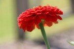 Seed Savers, #222 orange&nbsp;zinnia