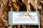 Seed Savers, #243 Aunt Mary’s corn&nbsp;sign