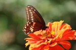 Seeds, #233 butterfly on&nbsp;zinnia