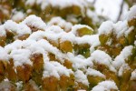 Snow, #165 snow on maple&nbsp;leaves