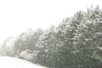 Snow, #209 evergreens