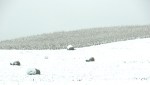 Snow, #241 bales in snowy field –&nbsp;Copy