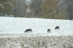 Snow, #257 cattle in&nbsp;field