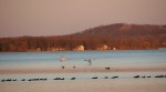 Detroit Lakes, #137 trumpeter&nbsp;swans