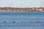 Detroit Lakes, #64&nbsp;geese