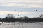 Winter walk in Minnesota, #21 geese&nbsp;overview