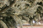 Winter walk in Minnesota, #32 evergreen&nbsp;close-up