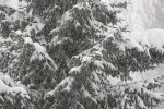 February storm MN, #4 snow on&nbsp;evergreens