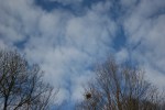 Signs of spring in MN, #9 sky &&nbsp;treetops