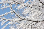 Winter scenes, #11 snow-laden&nbsp;branches
