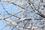 Winter scenes, #54 close-up snow on&nbsp;branch