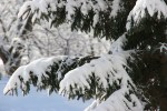 Winter scenes, #6 snow-laden evergreen&nbsp;boughs