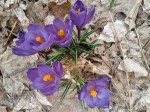 Crocuses