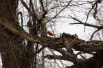 Nature center, #25 cardinal&nbsp;walking