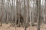 Nature center, #38 woods with sticks&nbsp;leaning