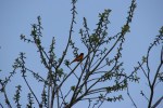 May evening in Minnesota, #35 bird in tree