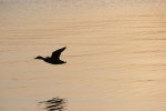 May evening in Minnesota, #53 duck flying