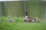 Spring in Faribault, #56 geese along Cannon&nbsp;River