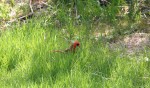 Spring scenes, #3 cardinal in&nbsp;grass