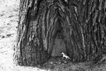 Toy horse by tree,&nbsp;#21