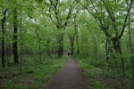 Nature center, #53 trail in&nbsp;woods