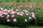 Peonies, #150 peony&nbsp;field
