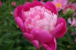Peonies, #151 solo peony close-up