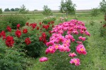 Peonies, #156 field of&nbsp;peonies