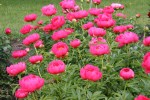 Peonies, #161 fuchsia&nbsp;peonies