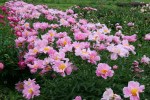 Peonies, #163 pink&nbsp;peonies