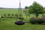 Peonies, #166 tire&nbsp;swing