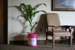 Corn, in bucket at nursing home #48
