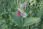 Faribault Energy Park, #12 milkweed