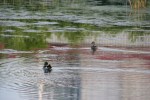 Faribault Energy Park, #16 ducks on&nbsp;pond
