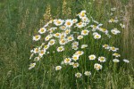 Faribault Energy Park, #9 clump of&nbsp;daisies